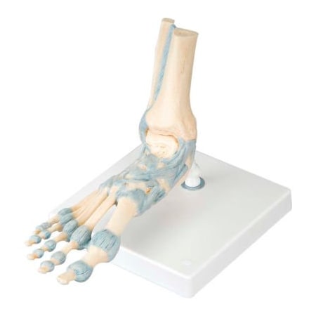 Fabrication Enterprises 3B Anatomical Model - Foot Skeleton with Ligaments 12-4523